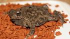 Bufo galeatus - Knochenkopfkröte