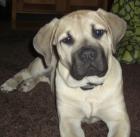 Old English Mastiff Welpe 15 Wochen alt