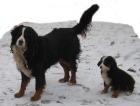 Wunderschön gezeichnete Berner Sennenhund Welpen abzugeben