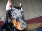 Bildhübscher Dobermann