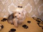 YORKSHIRE TERRIER