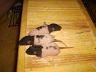 Ratten abzugeben, black hooded broken