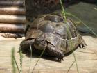 Maurische Landschildkröte (Männchen)