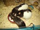 Verkaufe kleine ratten und dumbratten