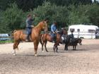 Reiten lernen oder Reitkenntnisse vertiefen?