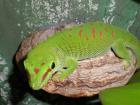 Phelsuma (madagascariensis) grandis