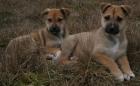 Hübsche Siberian Ridgebacks ab sofort abzugeben