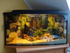 200l Eck Panorama Aquarium( Komplett)