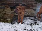 2 sharpei rüden suchen dringend ein liebevolles zu hause