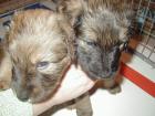 Briard Mix Welpen suchen eine neue Familie