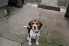 Beagle welpe weibchen 