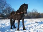 Verkaufe schöne Friesen und Haflinger