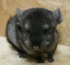 Chinchilla Mädels suchen neues Zuhause