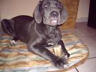 Deutsche Dogge Mastino Mix