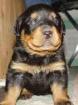 Rottweiler Welpe