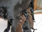 Flat coated Retriever Welpen