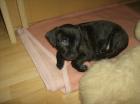 Retriever/Boxer-Mix Welpe (8 Wochen)