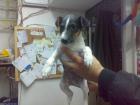 Foxterrier welpen