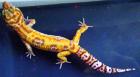 Leopardgecko Abzugeben Tremper Giant het RAPTOR pos. SUPERGIANT