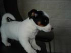 Jack Russel Terrier