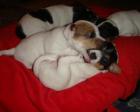 Parson Jack Russell