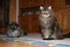  Maine Coon Mutter und Tochter abzugeben!! 