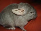 Chinchilla suchen zu neues zu hause