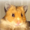 Super-süße Hamsterbabys abzugeben!!!