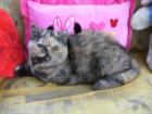 Exotic Shorthair Katze zu verkaufen!!!