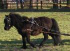 Deckanzeige Original-Shetlandpony