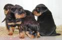 Rottweiler welpen