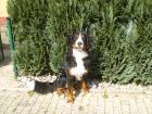 Sehr hübscher Berner-Sennenhund Deckrüde