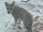 Saarloos Wolfshund Kreuzung Rüde 10 Wochen alt