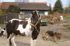 Painthengst HOMOZYGOT für Tobiano in Hildesheim 