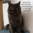 Maine Coon Kater aus seriöser privater Hobbyzucht