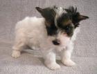 Biewer Yorkshire Terrier