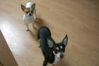 Chihuahua Rüde und Pinscher Hünding abzugeben!