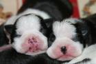 Boston Terrier Welpen zu verkaufen