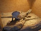 Zwei Bartagamen abzugeben!!! Pogona Vitticeps