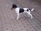 Jack Russel Terrier (schwarz weiß)