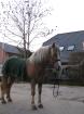 Super schicke Haflinger Stute mit silber Mähne