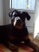 Rottweiler Rüde sucht Hündin zum decken!