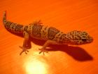 LEOPARDGECKO TREMPER ALBINO