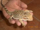 Bartagame Pogona Vitticeps Weibchen