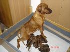 Rhodesian Ridgeback  Welpen ohne Papiere 