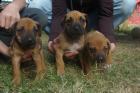 Rhodesian Ridgeback Welpen ab 01.05-0.7978 abzugeben