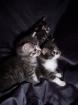 Mainecoonmix babys 