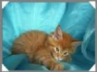  Maine Coon Kitten- verschmuste Fellnasen suchen ab sofort