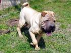 Shar-Pei aus der Import-und Golding Bellshou