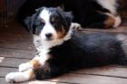 Miniature Australian Shepherd Welpen